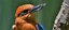 Guam Kingfisher