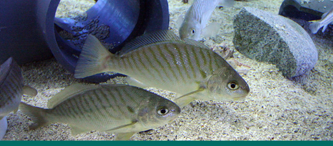 A close up of two fish in the Gulf Coast Aquarium exhibition.