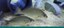 Gulf Coast Gallery Banner