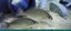 Gulf Coast Gallery Banner