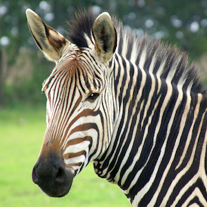 Hartmann's Mountain Zebra Headshot 