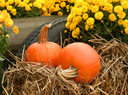 Harvest Days for Events Page