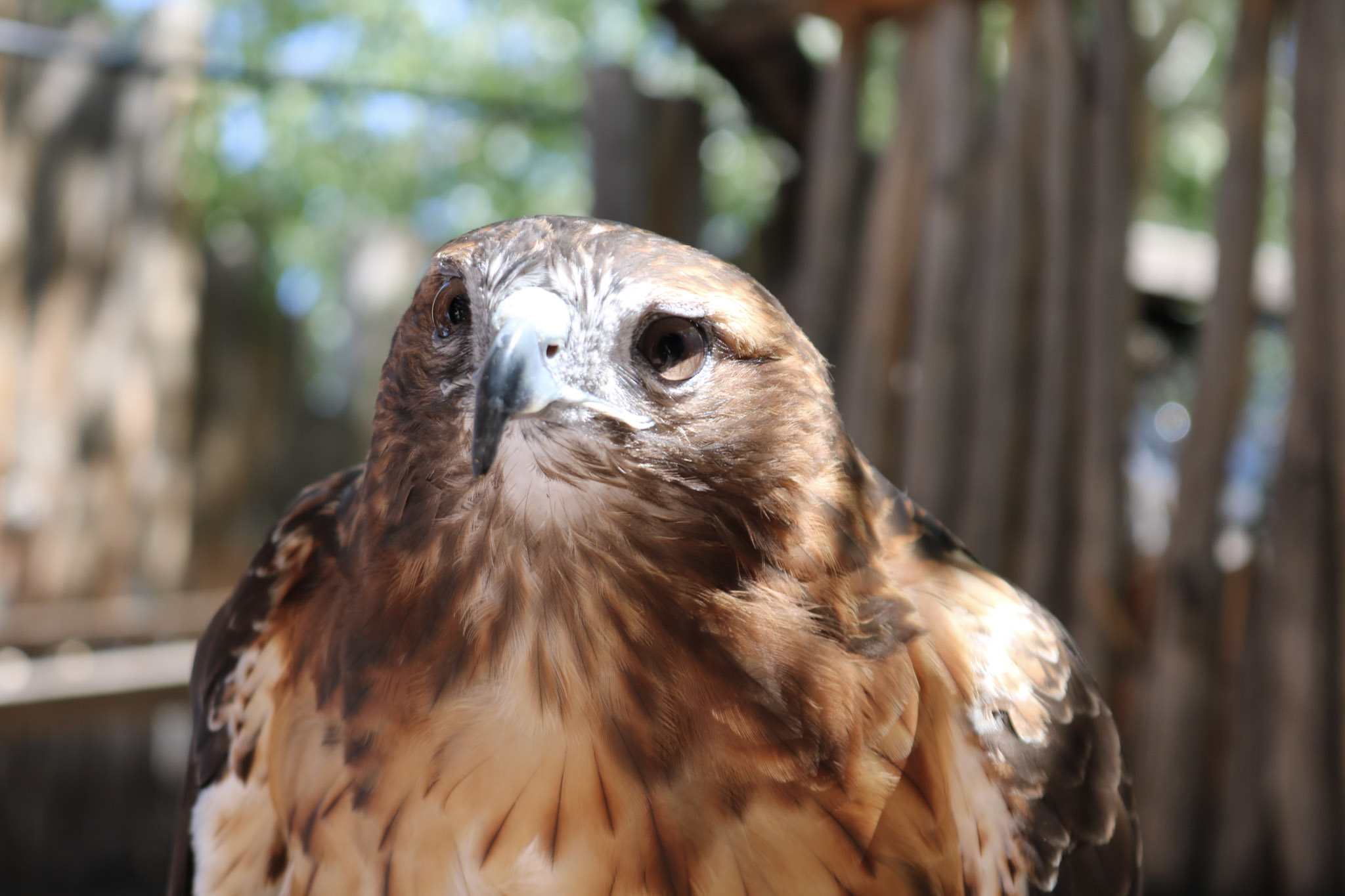 Hawk BioPark Connect Raptors