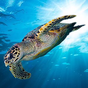 Hawksbill Sea Turtle Headshot Aquarium Yearbook