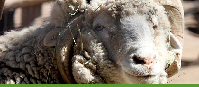 Heritage Farm, Botanic Garden, Sheep