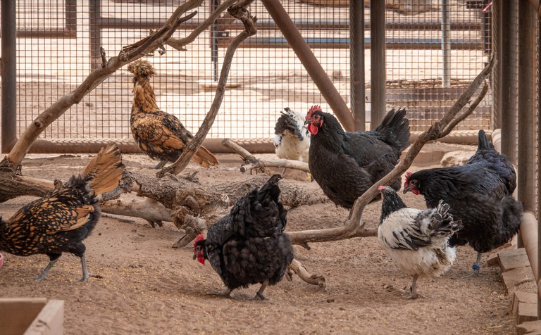 Different breeds of chickens forage for food in their enclosure.