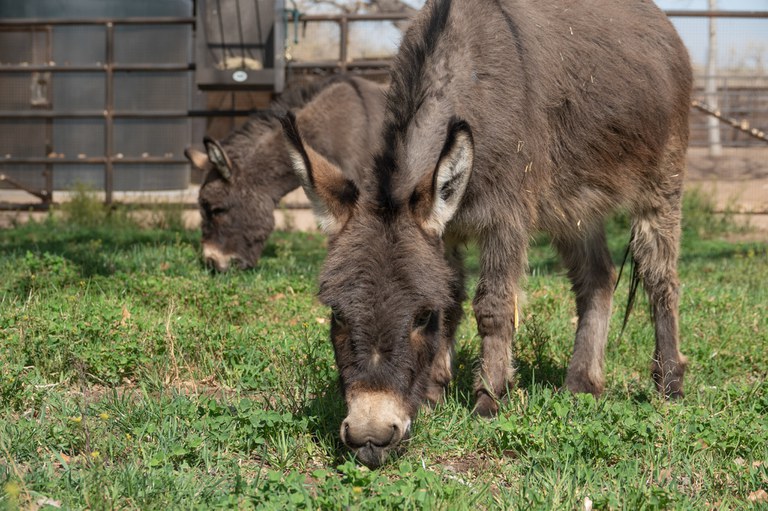 Two brown miniature donkeys graze on grass in a field at Heritage Farm.