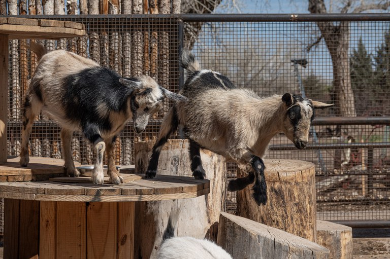 Two Nigerian dwarf goats play on top of a wooden platform in their habitat at Heritage Farm.