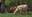 Heritage Farm highland cattle