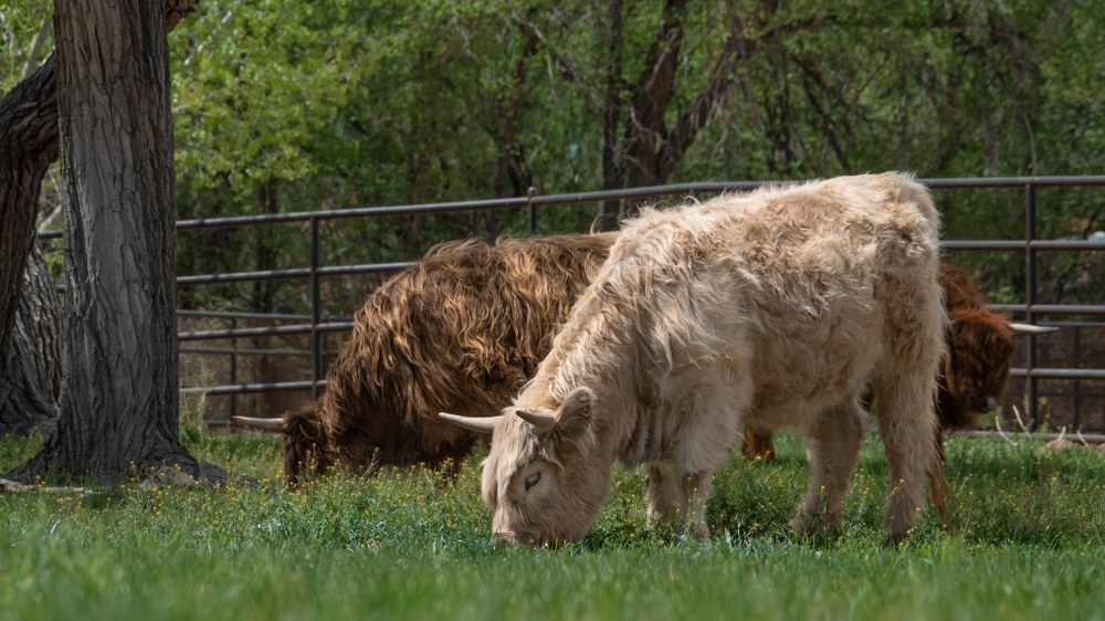 Two highland cattle graze on a green field in Heritage Farm.