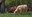 Heritage Farm highland cattle