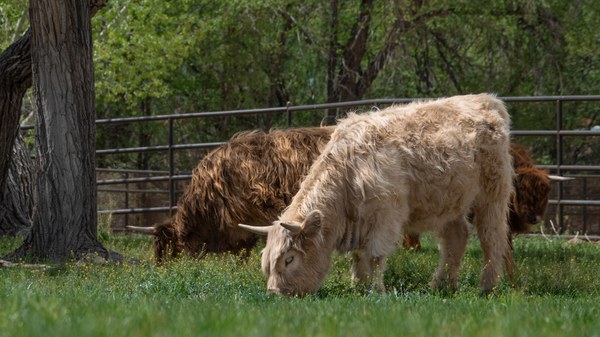 Two highland cattle graze on a green field in Heritage Farm.