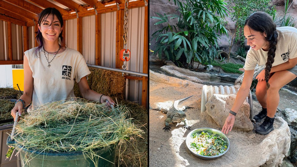 Two high school interns working at the ABQ BioPark. The left shows a smiling teenager in the tan intern T-shirt smiling as she measures hay in a green tub and the right shows another leaning over after setting down food next to a Grand Cayman blue iguana