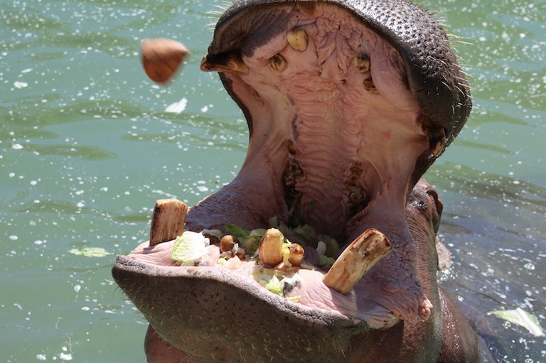 Hippo Open Mouth for BioPark Connect