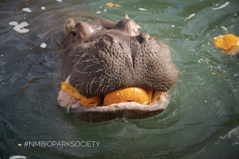 Hippo Pumpkin NMBPS