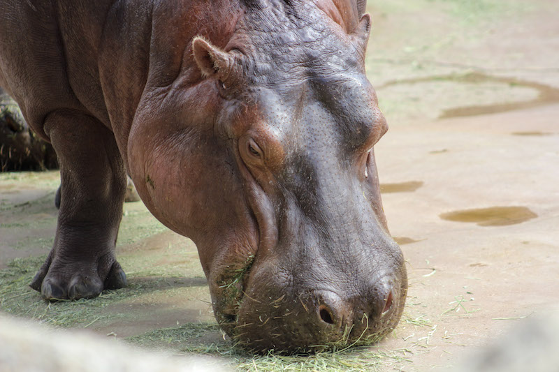 Hippo Grazing BioPark