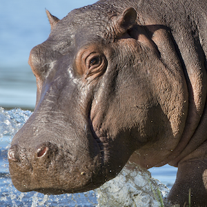 Hippo Headshot 