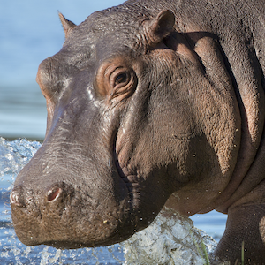 Hippo Headshot Animal Yearbook