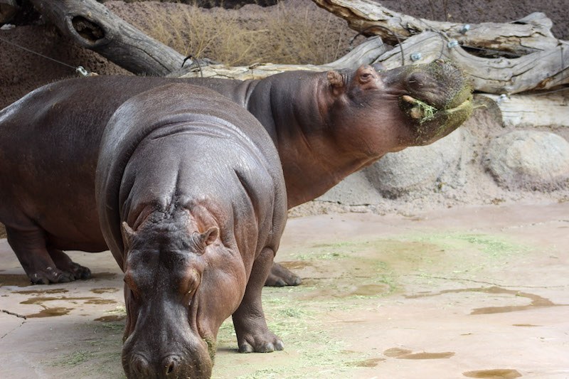 Hippo Karen and Moe BioPark Hippo Karen and Moe BioPark