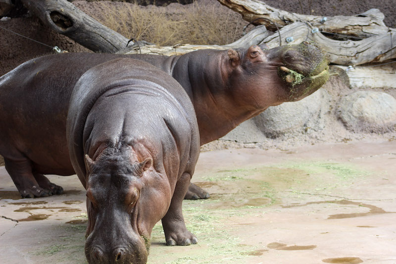 Hippo Karen and Moe BioPark