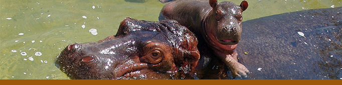 Karen and Boopie Hippos