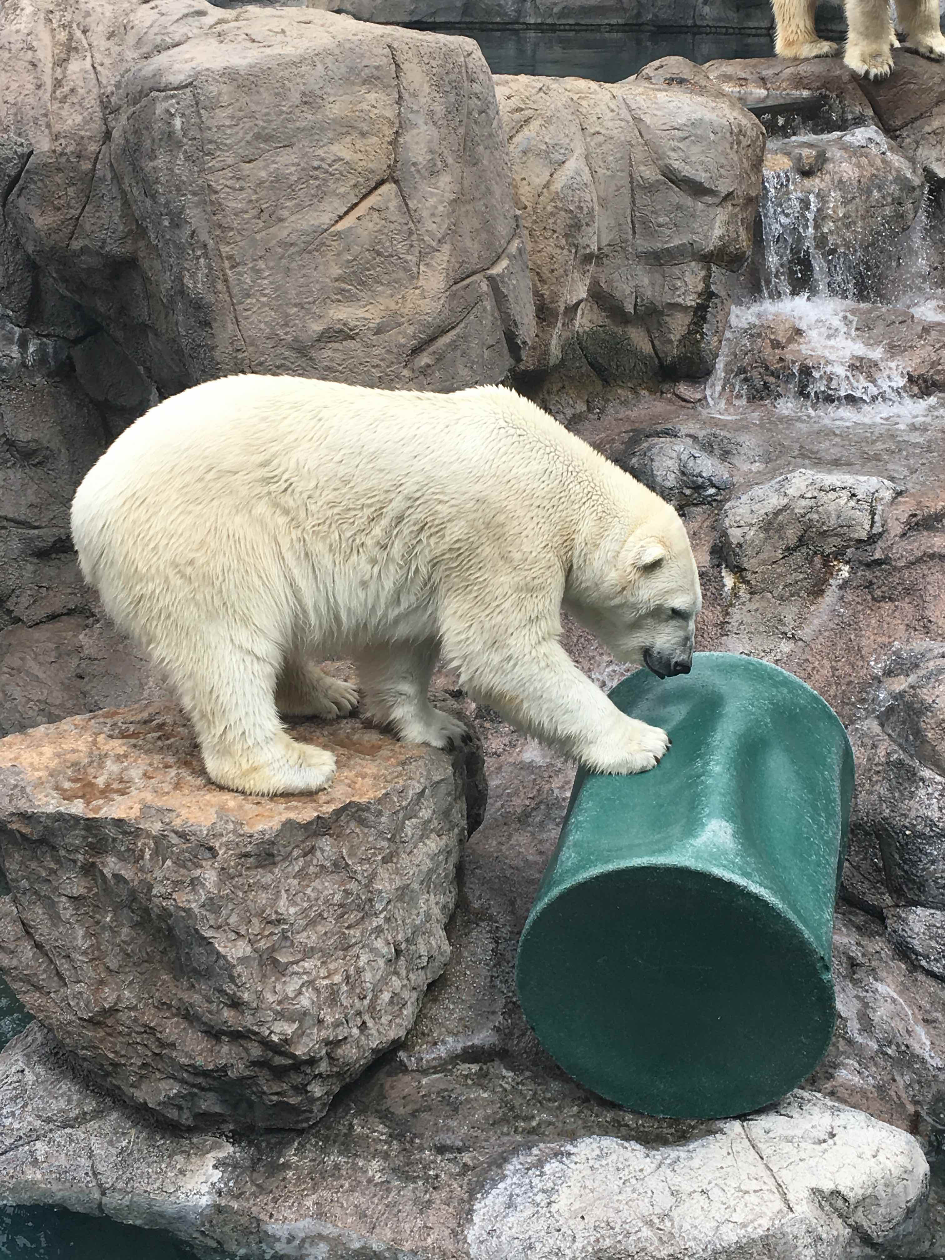 How the BioPark Works With Polar Bears BioPark Connect