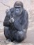 Huerfanita gorilla cropped