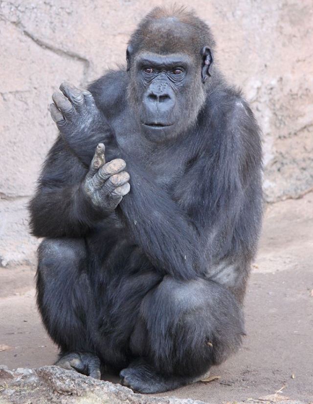 Huerfanita gorilla cropped