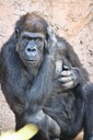 Huerfanita gorilla
