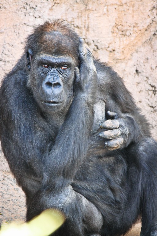 Huerfanita gorilla