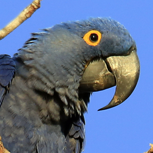 Headshot of Hyancinth Macaw