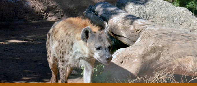 Hyena banner