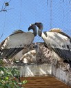 Cape Vultures