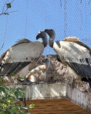 The new cape vulture chick at the ABQ BioPark, covered in white fluffy feathers, sits in between its mother and father.