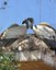 Cape Vultures