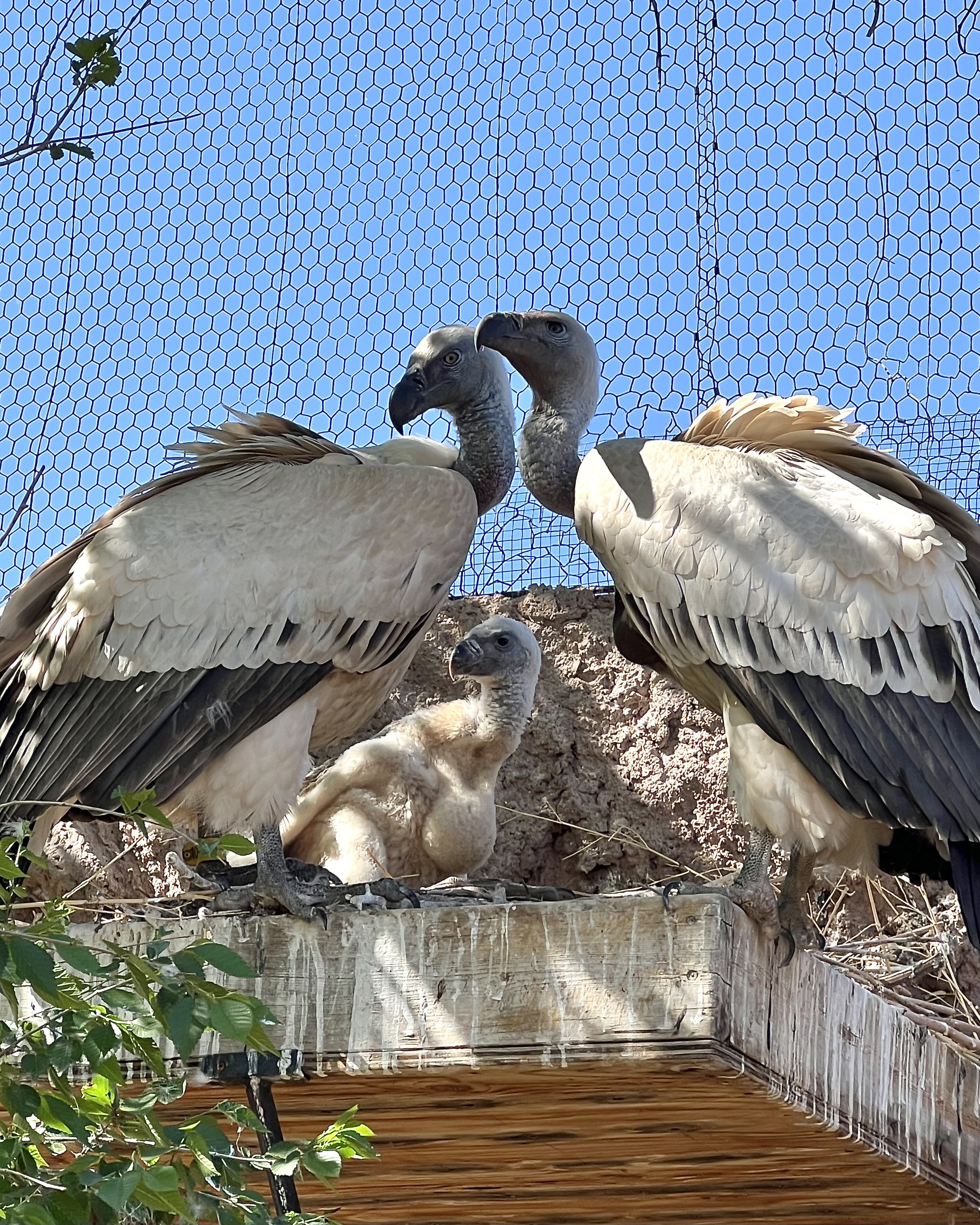 Cape Vultures