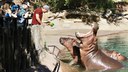 Visitor Info Section Header hippo
