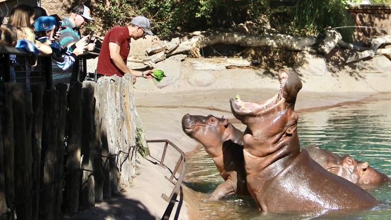 Visitor Info Section Header hippo