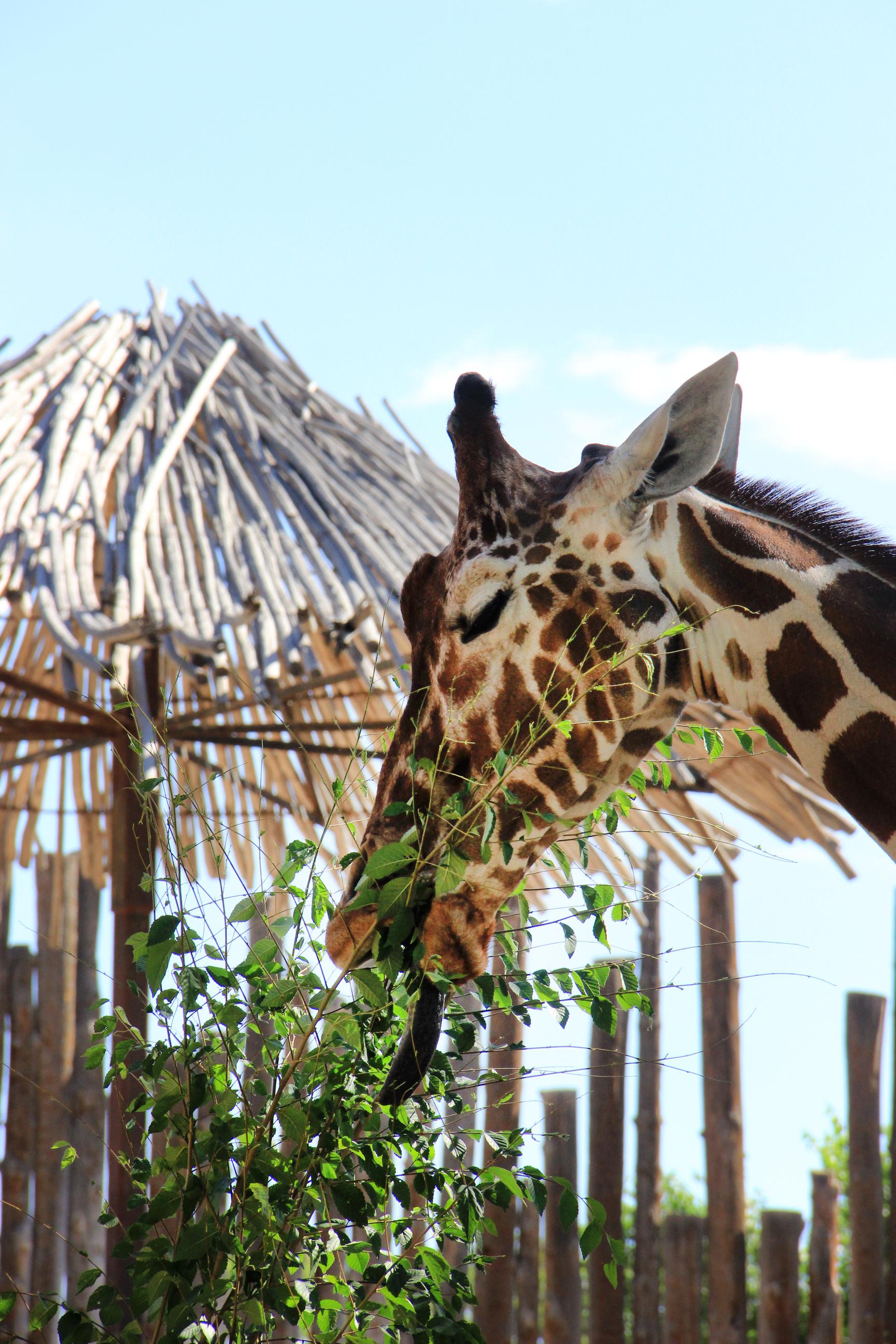 Giraffe Eating Browse