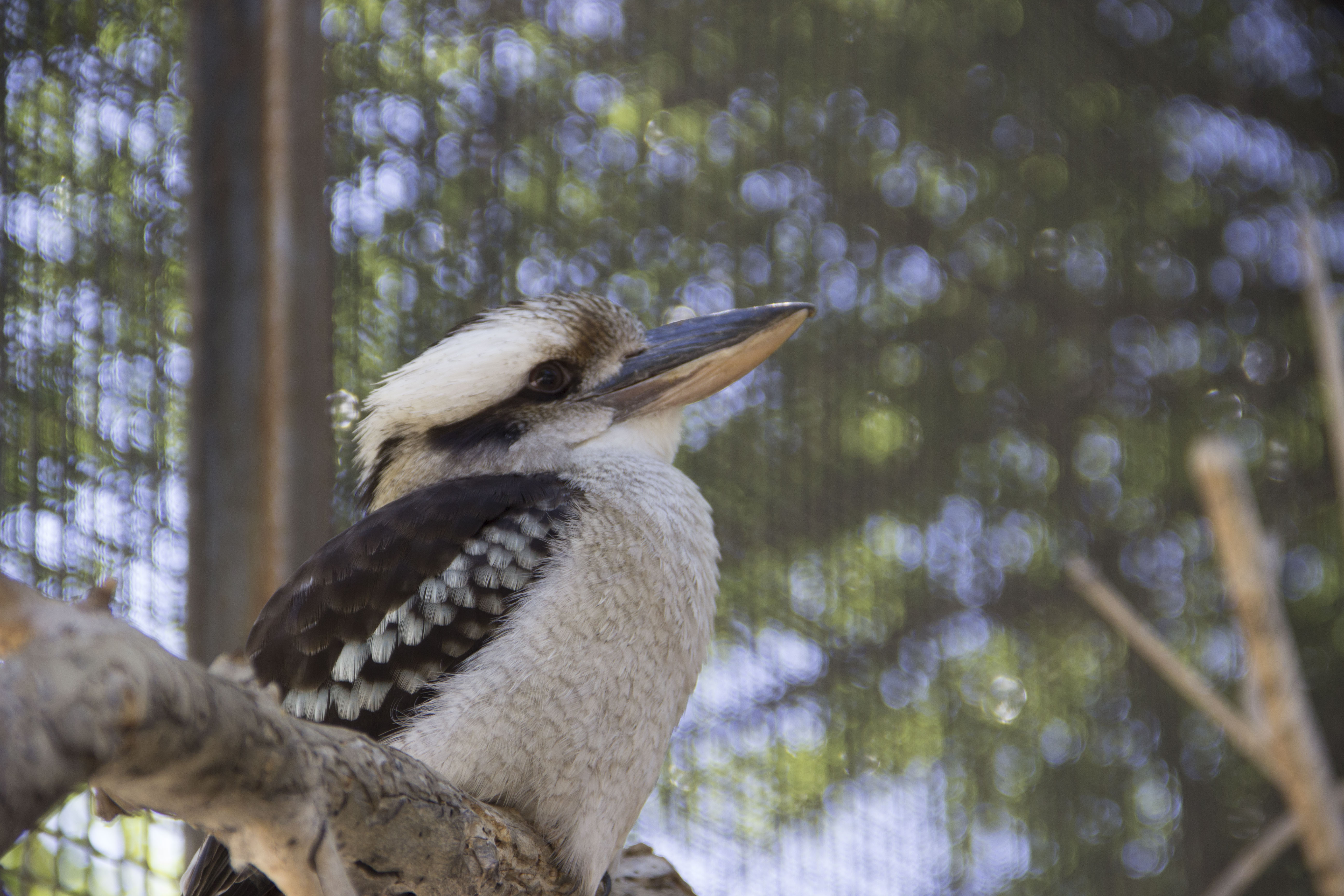 Max the kookaburra