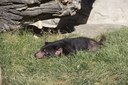 Tasmanian devil sunbathing