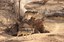 Male Wolves BioPark February 2022