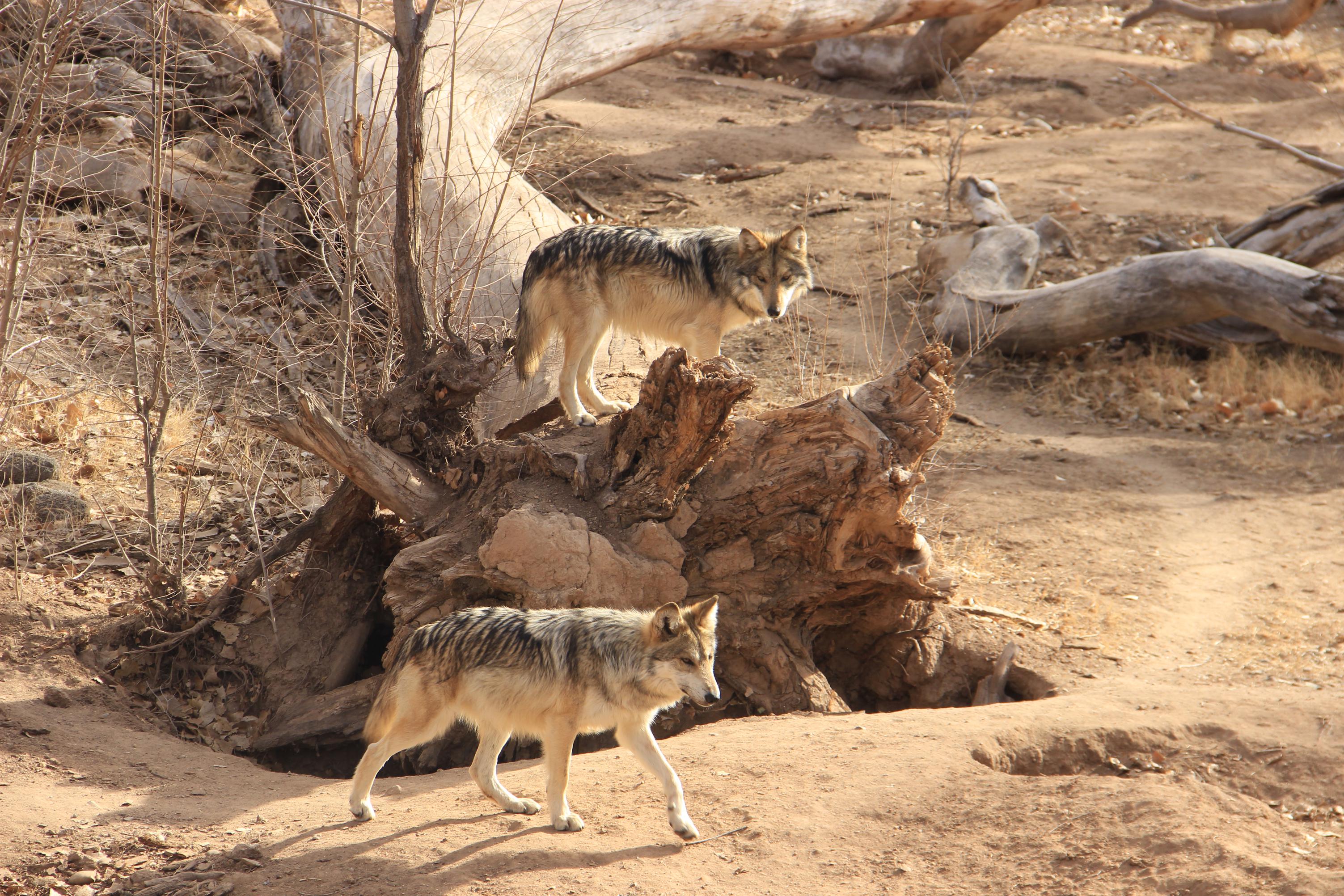 Male Wolves BioPark February 2022