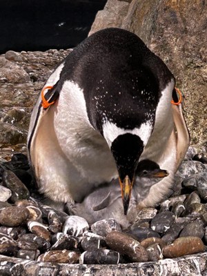 Gentoo Penguin Chick with Parent