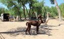 Llamas Andy and Fezzik at Farm