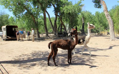 llama-alpaca-biopark