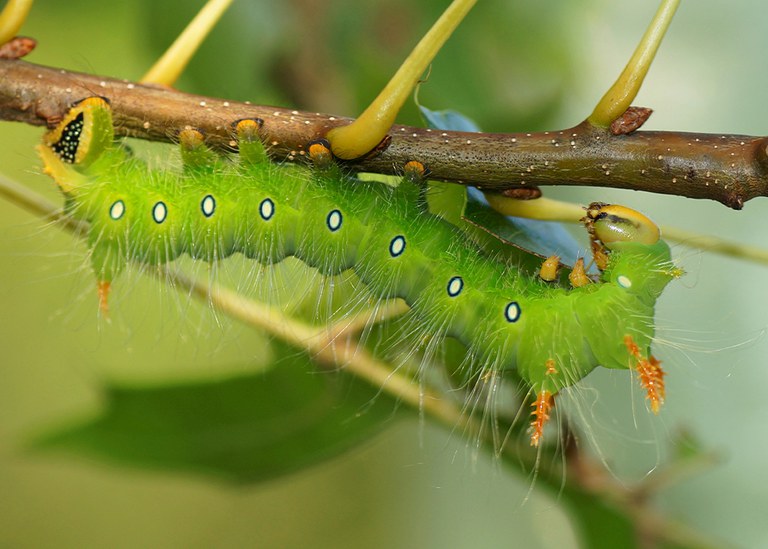 Imperial Moth Caterpillar, Green Phase