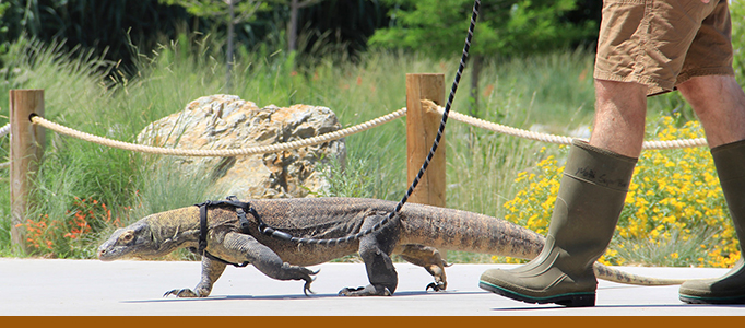 Indah Komodo Dragon Walks Banner