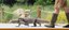 Indah Komodo Dragon Walks Banner