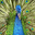 Indian Peafowl Headshot